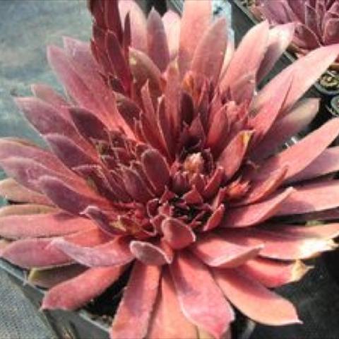 Sempervivum 'Royal Ruby' dusky pink leaves