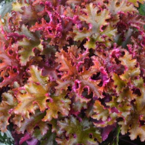 Heuchera Zipper, butterscotch and purple leaves