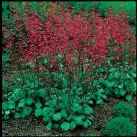 Heuchera 'Bressingham Mix'