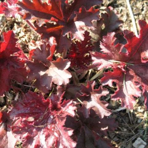 Heuchera 'Melting Fire', dark pink leaves