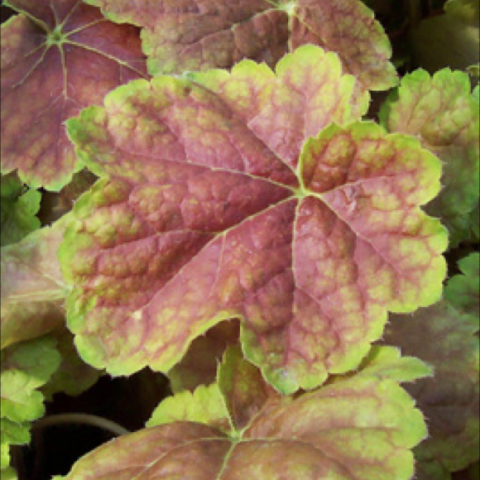Heuchera 'Miracle', red leaf edged in yellow-green