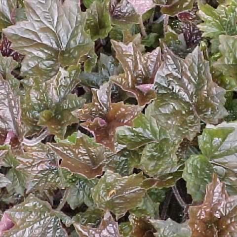 Heuchera 'Purple Palace', dark purple leaves