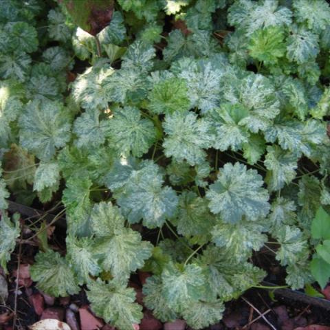 Heuchera 'Snow Angel', green leaves mottled with white