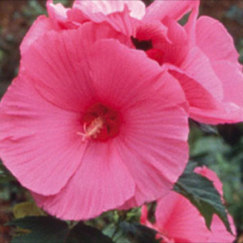 Hibiscus 'Pink Clouds', huge strong pink blooms