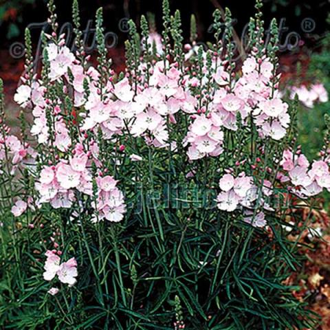 Sidalcea Rosaly, light pink mini hollyhocks