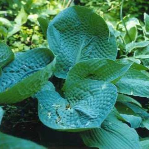 Hosta 'Abiqua Drinking Gourd', very cupped, corrugated leaves