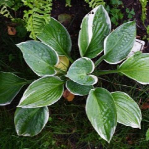American Halo hosta, green leaves with narrow white edges