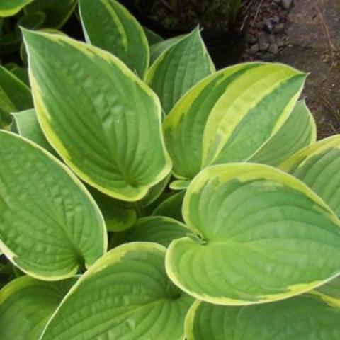 Hosta Aureo Marginata, green pointed leaves with cream edges