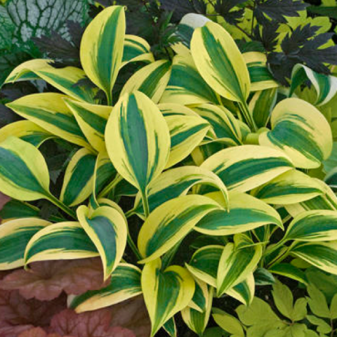 Hosta 'Autumn Frost', bright green and yellow leaves