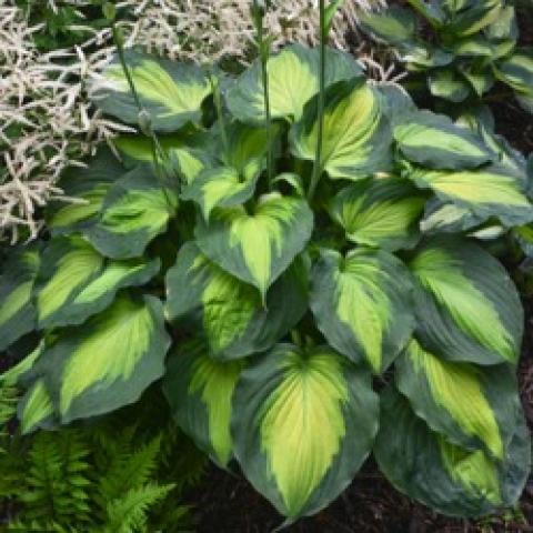 Hosta Beyond Glory, dark green edges, yellow-green wide centers