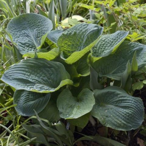 Hosta Big Daddy, large green corrugated leaves