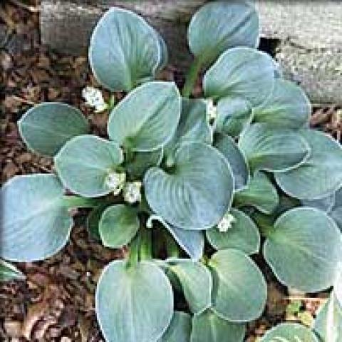 Hosta 'Blue Mouse Ears', small blue-green rounded leaves