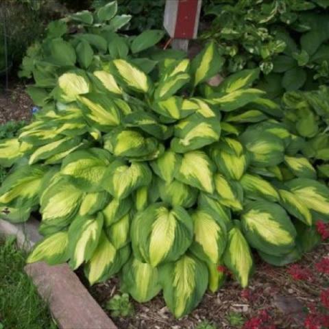 Hosta 'Captain Kirk', yellow centers, green margins