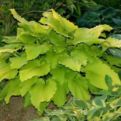 Hosta 'Dancing Queen', lime green leaves, nice mounding shape