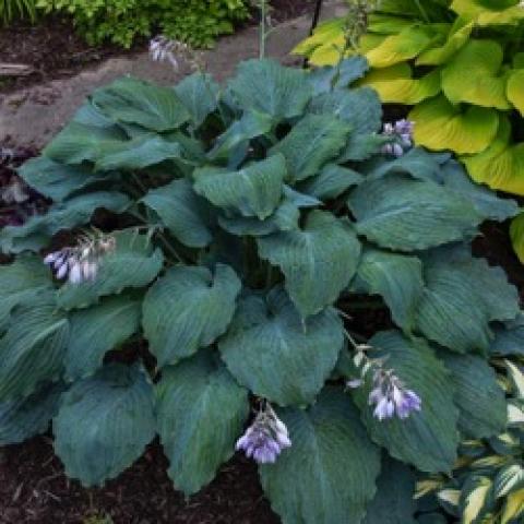 Hosta Diamond Lake, blue-green wide leaves, lavender flowers