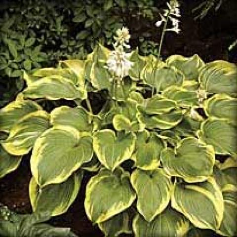 Hosta 'Earth Angel', green hosta with yellow margins