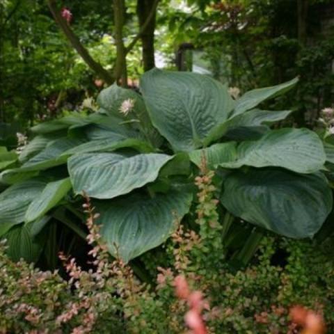 Hosta 'Empress Wu', gigantic green leaves
