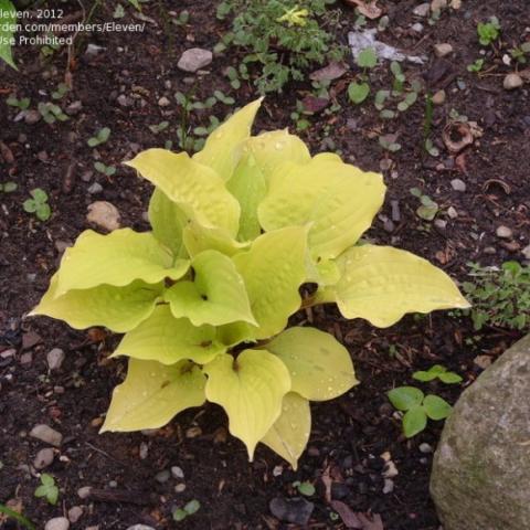 Hosta Fire Island, small hosta with almost yellow leaves