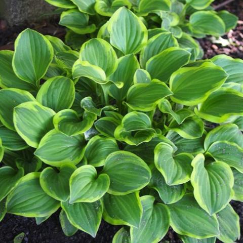 Hosta Golden Tiara, green centers and yellow edges