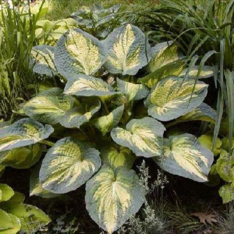 Hosta 'Great Expectations', green leaves with yellow splashed centers