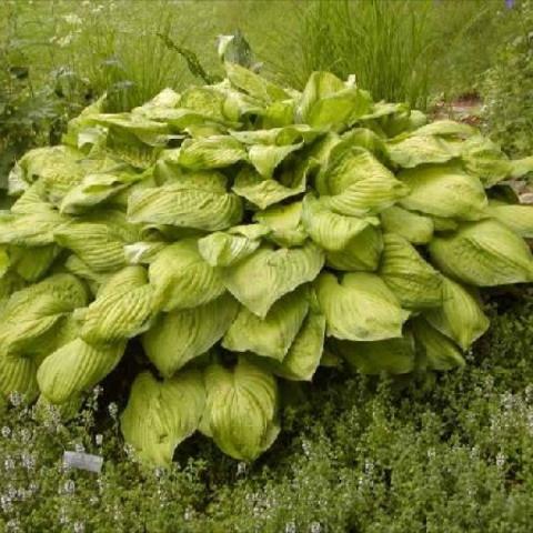 Hosta 'Guacamole', yellow-green leaves