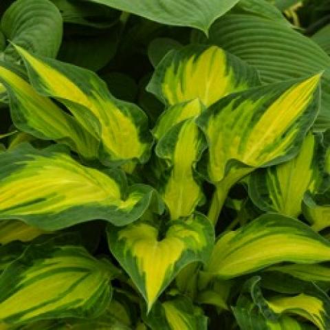 Hosta Happy Days, pointed leaves with dark green edges and almost yellow wide centers