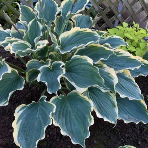 Hosta Hope Springs Eternal, large blue green leaves, wavy yellow margins