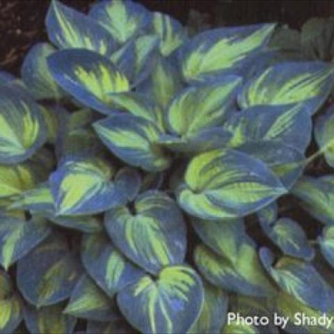 Hosta 'June', chartreuse centers and blue-green edges