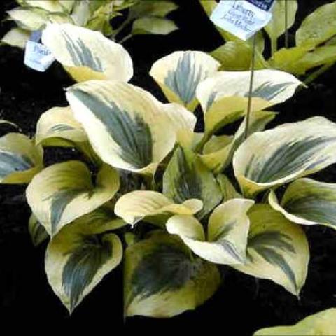 Hosta 'Liberty', white white margins and green centers