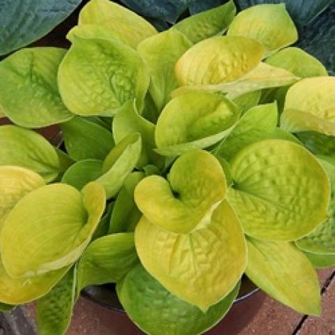 Hosta Maui Buttercups, yellow-green cupped leaves