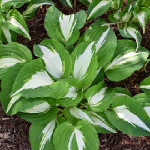 Hosta Night Before Christmas, bright green leaves with white centers