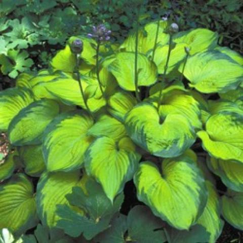 Hosta Old Glory, wide yellow green leaves with dark green narrow edges