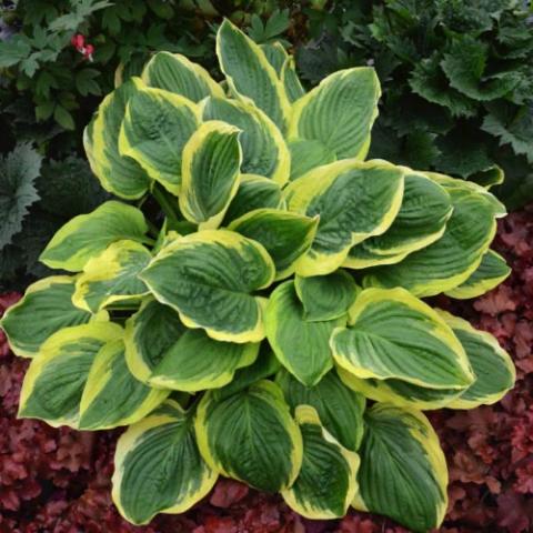 Hosta Royal Wedding, green leaves with yellow edges