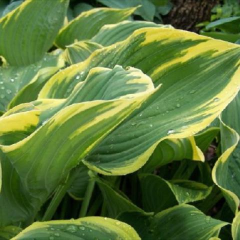 Hosta 'Sagae' green with yellow-cream edges, close up