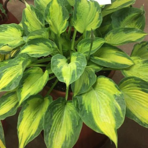 Hosta Sister Act, yellow green centers, green irregular edges