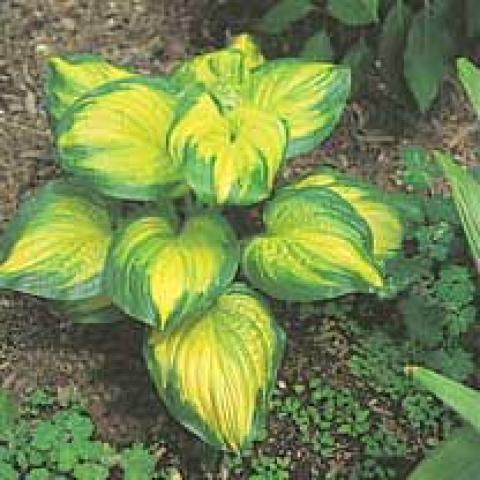 Hosta 'Stained Glass', bright yellow-green centers and irregular green margins