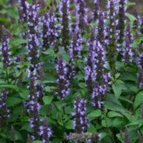 Agastache Astello Indigo, dark purple upright spikes