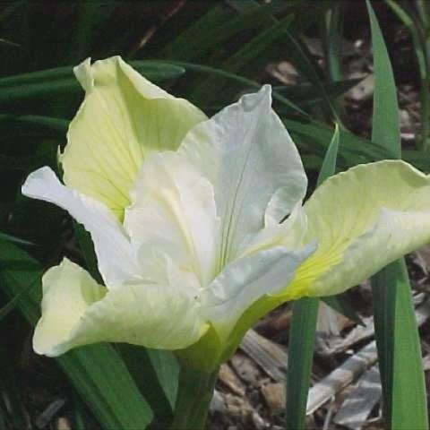 Iris 'Butter and Sugar', light yellow and white