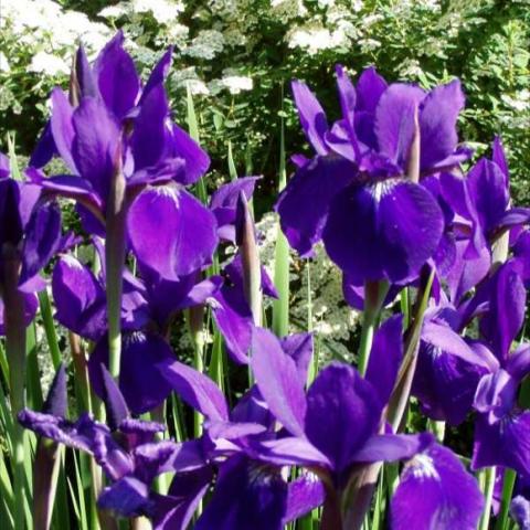 Iris 'Caesar's Brother', dark blue-purple iris