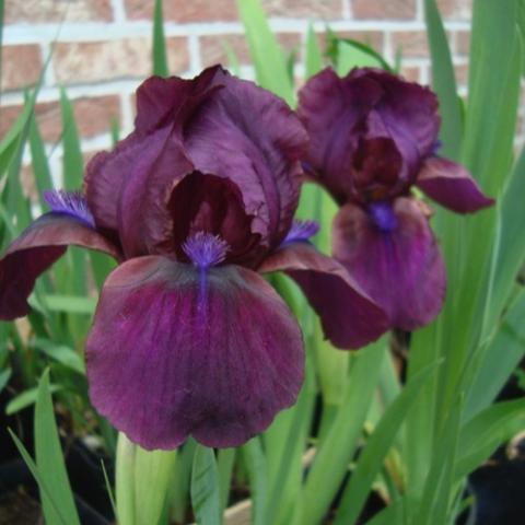 Iris pumila Cherry Garden, dark red purple iris flowers