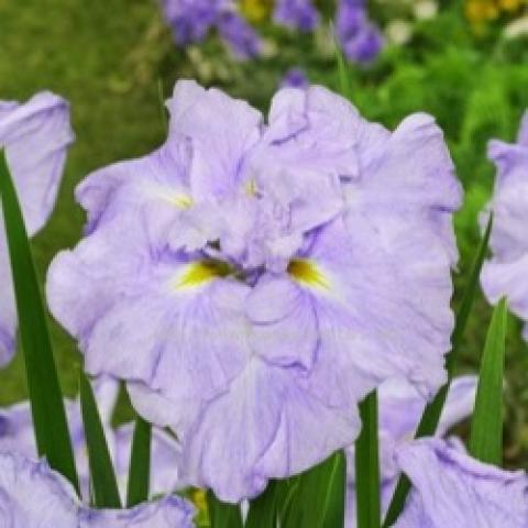 Iris ensata Ice Cream, flattened iris flower with light lavender petals