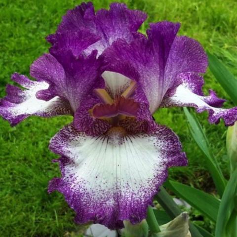 Iris germanica Mariposa Autumn, purple standards, white falls with purple edges
