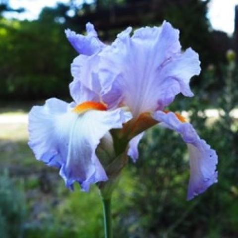 Iris germanica Oui Madame, light lavender with orange beards