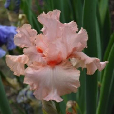 Iris germanica Peggy Sue, pink-peach with orange beards