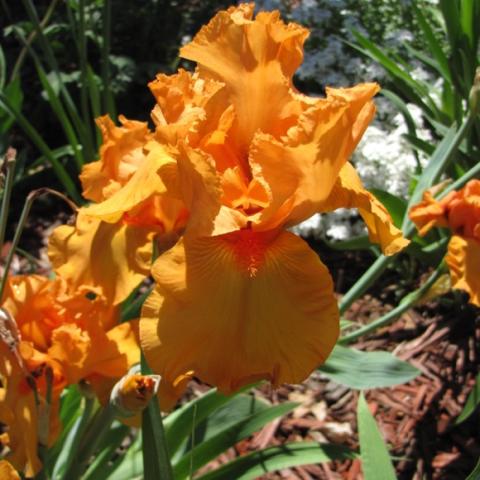 Iris Savannah Sunset, orange bearded iris