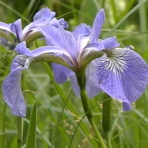 Iris setosa canadensis, purple three-petaled irises