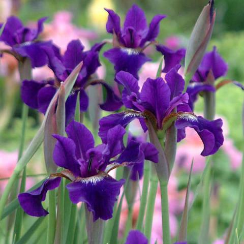 Iris sibirica Ruffled Velvet, vibrant purple irises