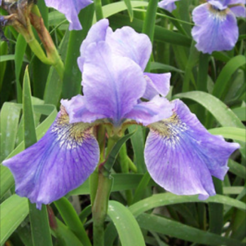 Iris 'Welcome Return', light lavender-blue iris with yellow showing on falls
