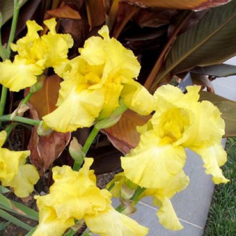 Iris Harvest of Memories, solid yellow bearded iris