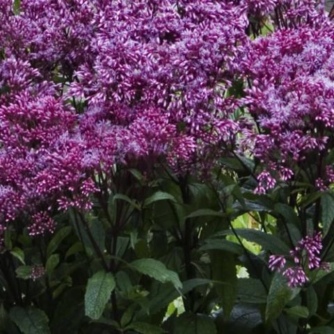 Baby Joe joe pye weed, fuzzy dark pink clusters of flowers